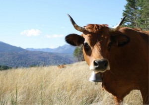 vache fromage abbaye